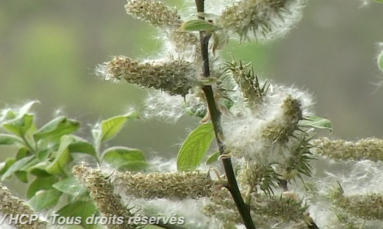 Dissémination des semences - Frêne, Bouleau, Saule - 2mn 56s 